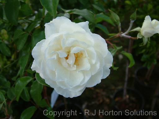 Rose White 